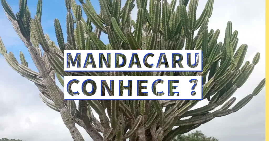 Mandacaru uma planta medicinal, você sabia