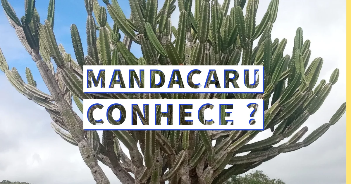 Mandacaru uma planta medicinal, você sabia