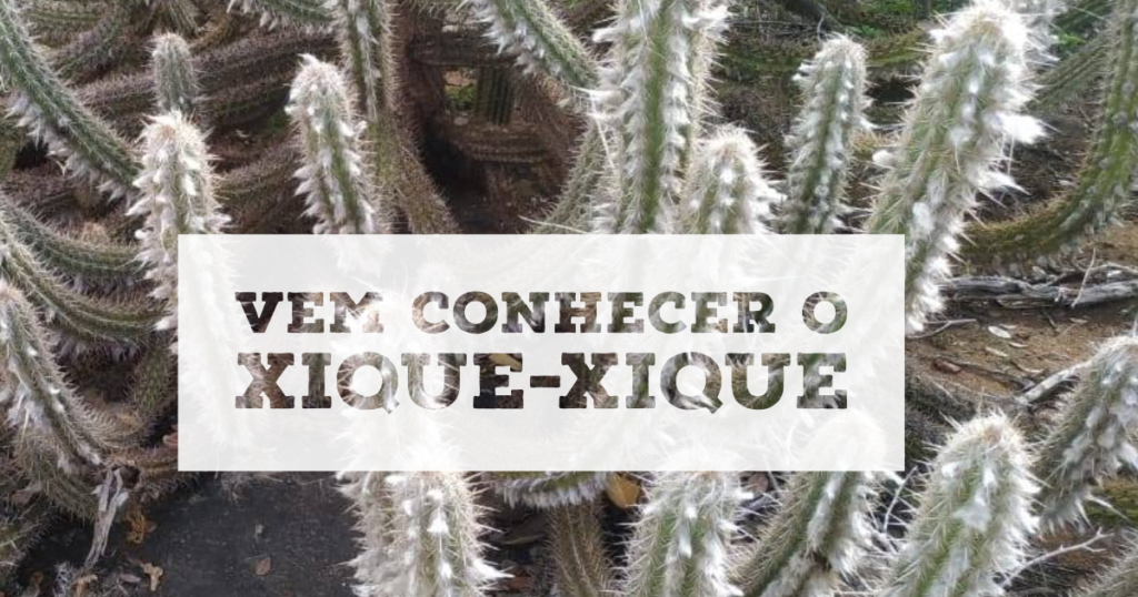 Te convido a conhecer o Xique-xique