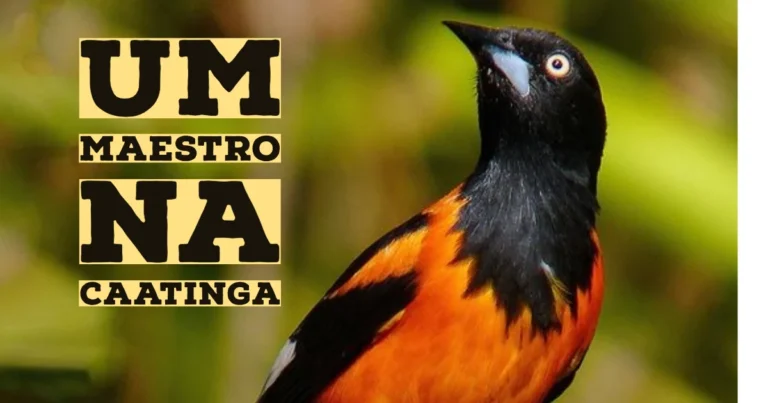 Um poeta na Caatinga, pássaro o sofrê.