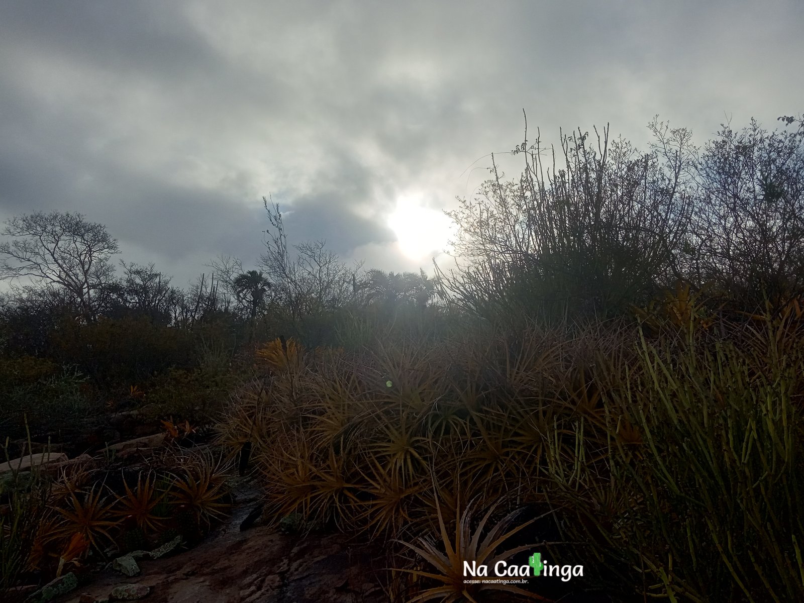 caatinga