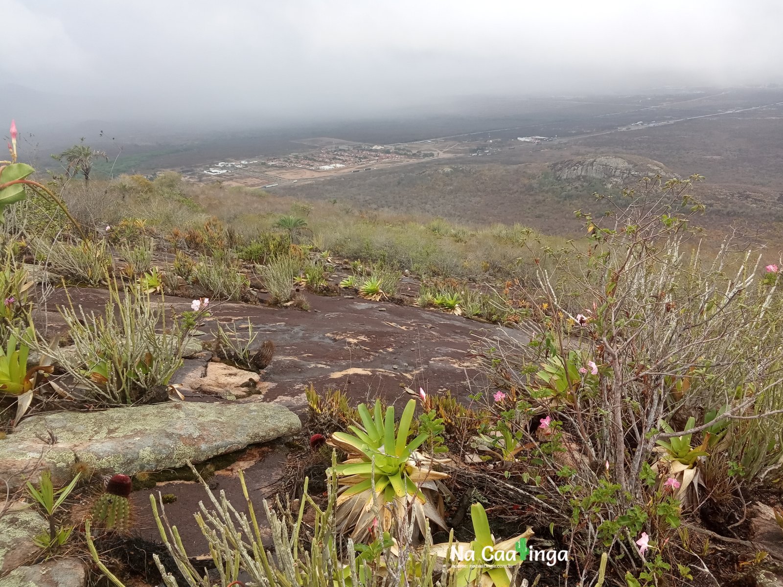 caatinga