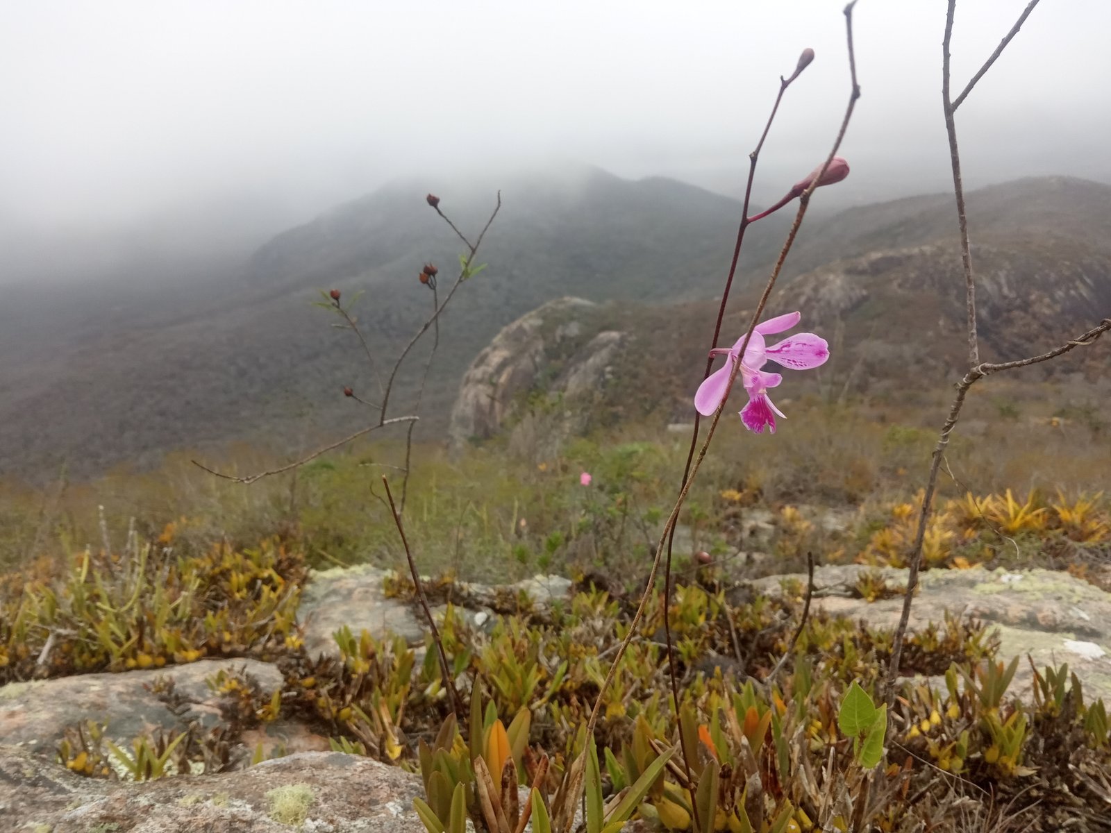 paisagem-caatinga
