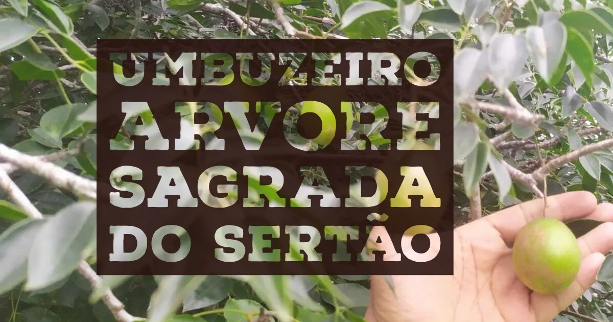 Umbuzeiro é a árvore sagrada do sertão.