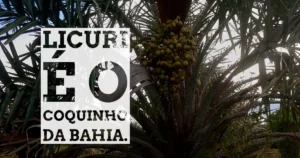 Licuri é o coquinho da Bahia