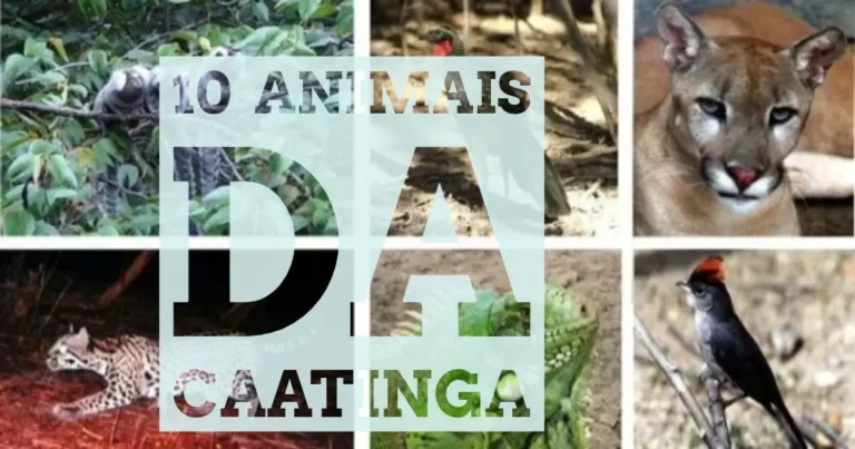10 importantes animais da caatinga