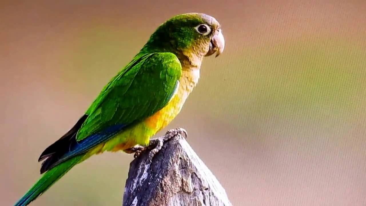 periquito-da-caatinga
