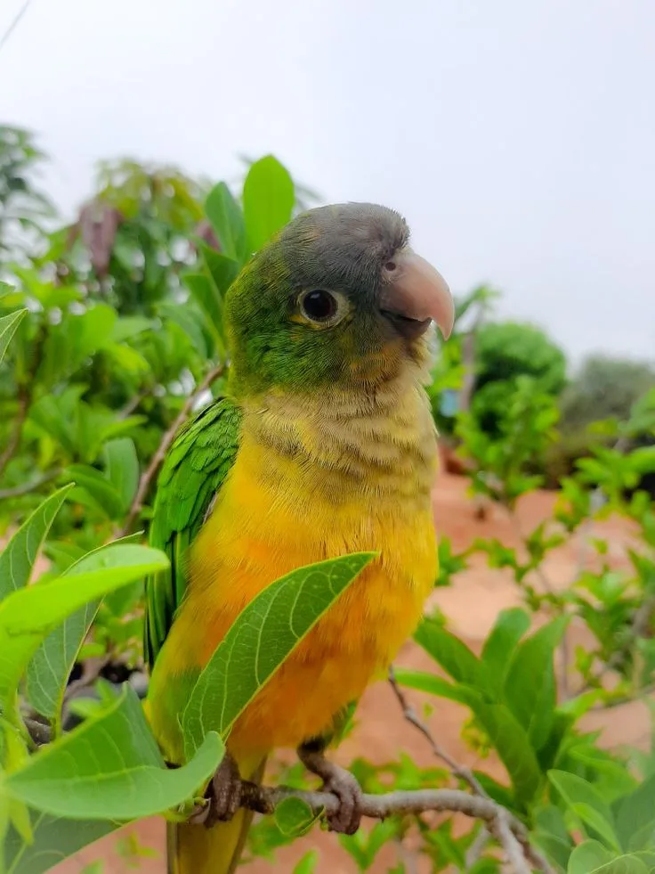 Periquito-da-caatinga, ave verde com detalhes alaranjados