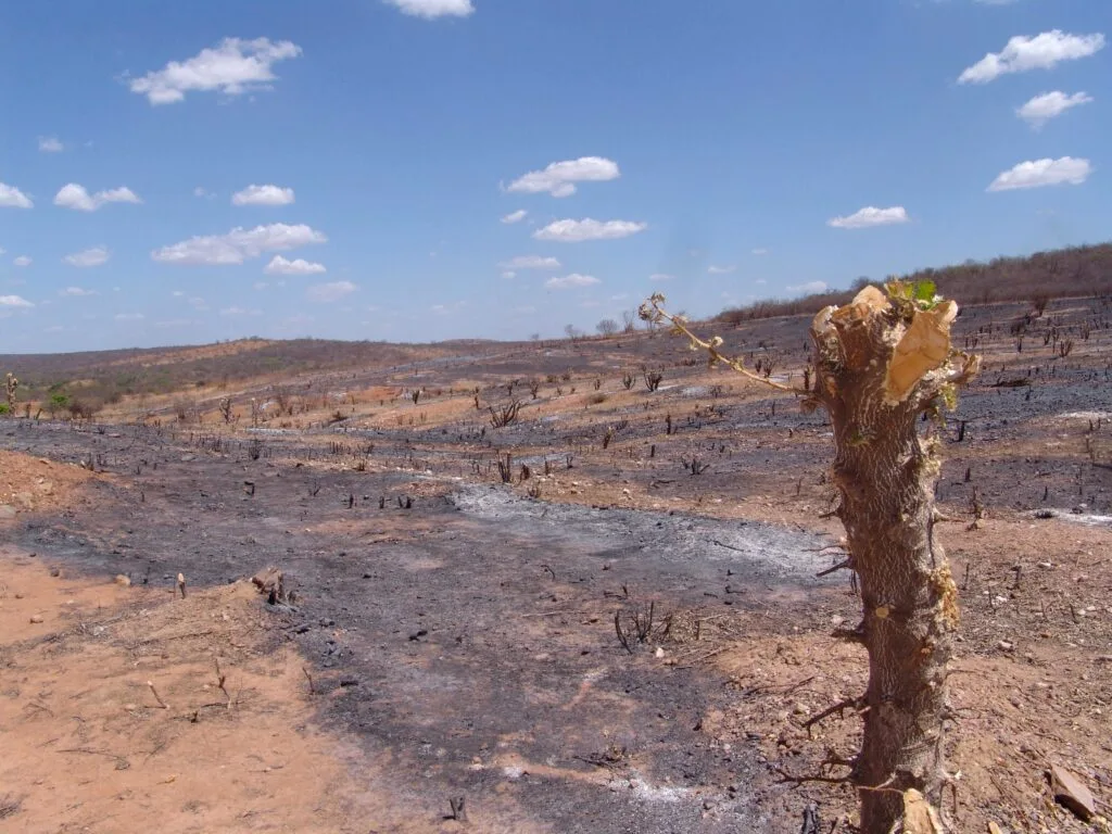 Região queimada e desmatada na caatinga