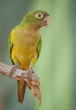 periquito-da-caatinga