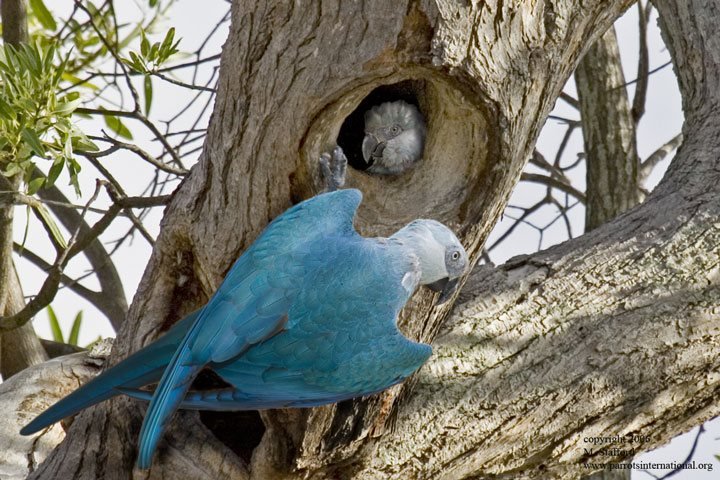 A ararinha-azul mede de 55 a 60 cm e vivia em matas ao longo do rio São Francisco, no norte da Bahia