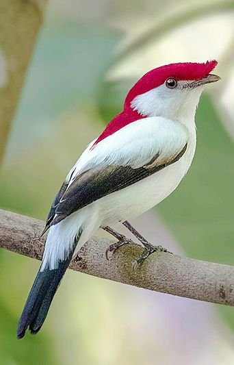 O soldadinho-do-araripe tem cerca de 14,5 cm. O macho é branco, com penas pretas das asas até o dorso e a cabeça vermelha