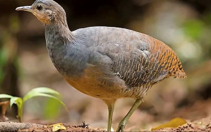 zabelê é uma ave da família dos inhambus (Tinamidae), com 33 a 36 cm, que vive nas matas da Caatinga e de Minas Gerais