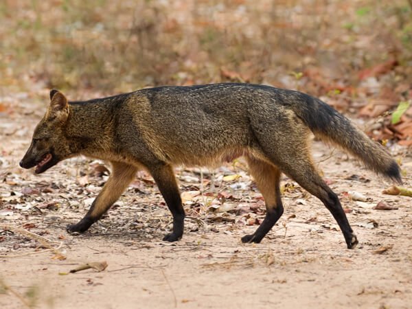 Também chamado de raposa-caranguejeira, o cachorro-do-mato rapos,