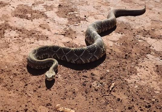 A cascavel é uma serpente peçonhenta e fácil de reconhecer pelo chocalho na ponta da cauda.