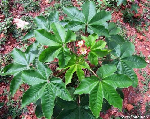 Planta Pinhão-bravo (Jatropha mollissima)