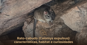 rato-cabudo