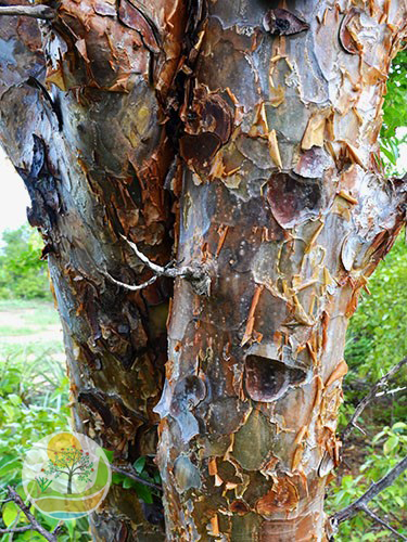 Trono da Umburana-de-cheiro (Amburana cearensis)